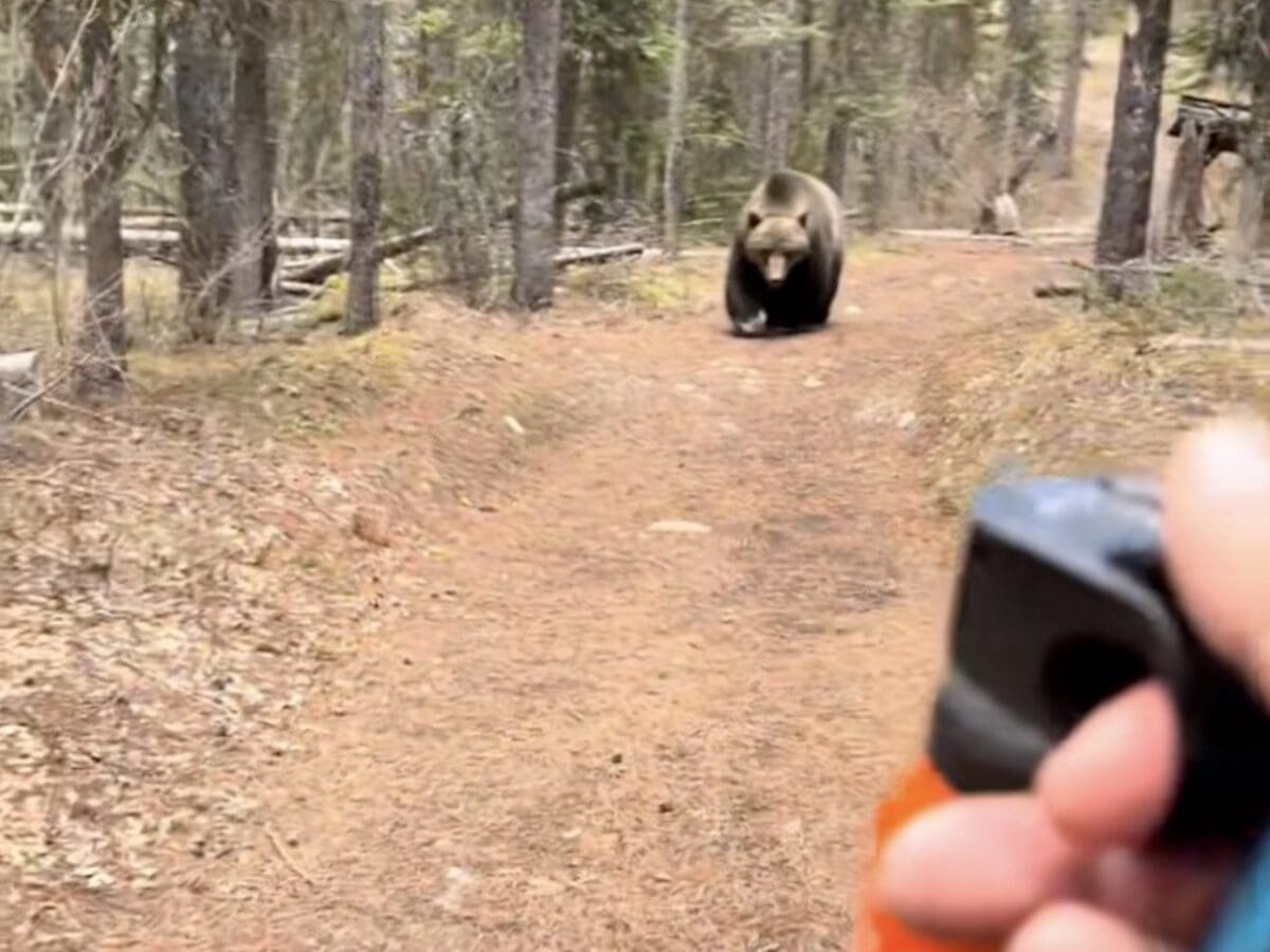 Grizzly bear follows hiker down a trail @ Banff National Park.